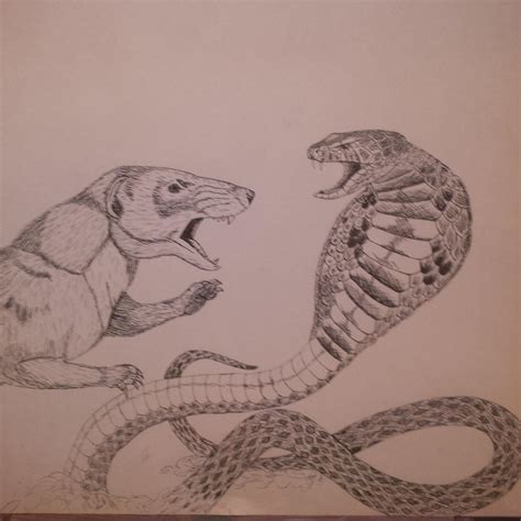 Cobra Vs Mongoose By The Art Of Gray On Deviantart