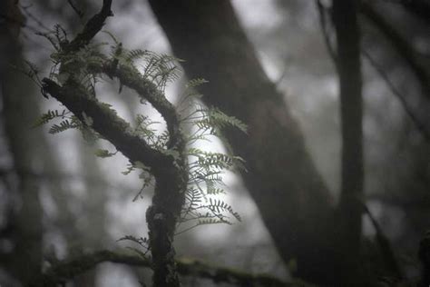 3840x2560 Fern Fog Forest Mist Mystical Forest Woods 4k