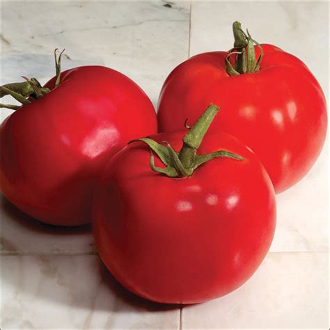 Charger F1 Tomato A Comprehensive Guide World Tomato Society