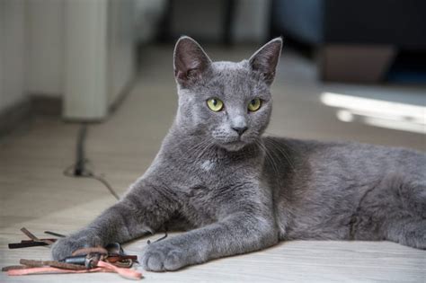 Maltese Cat Facts with Pictures | Cat Breed Selector