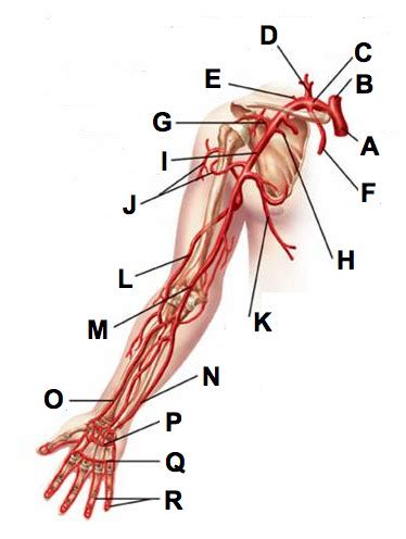 A N P Lab Practical Label Arteries And Veins Of Upper Limb Flashcards My XXX Hot Girl