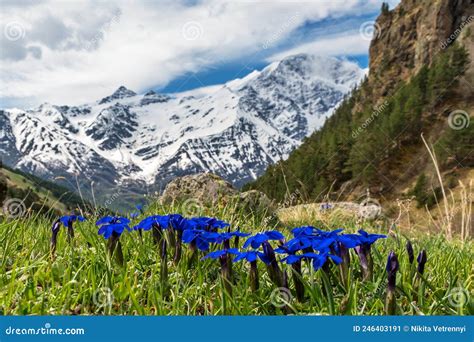 Blue Flowers On The Mountainside In The Elbrus Region Stock Image