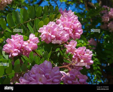 Pink Blooming Rose Acacia Tree Close Up Stock Photo Alamy