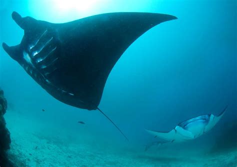 Study By Spore Us And Indonesia May Help Manta Ray Conservation