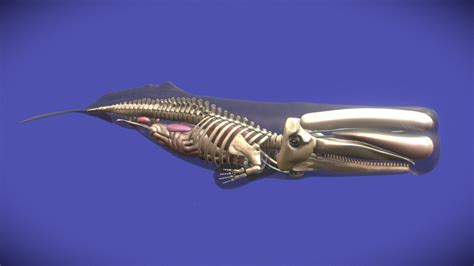 Sperm Whale Interior Buy Royalty Free D Model By Exmoor Beast