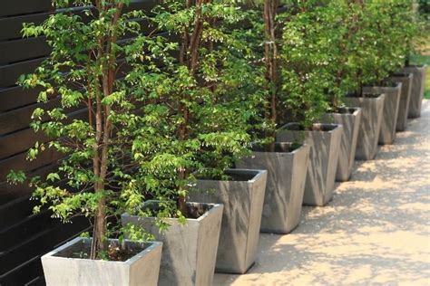 Definitive Guide To Growing Trees In Pots Plus Best Trees For Planters