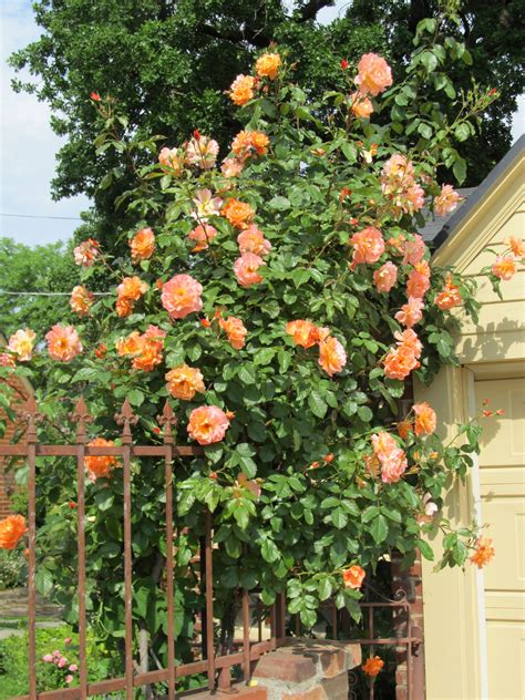 Care Of Antique Climbing Roses Angelaanneart
