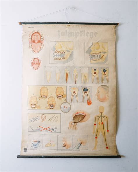Original Anatomical Vintage Old German Educational School Wall Chart