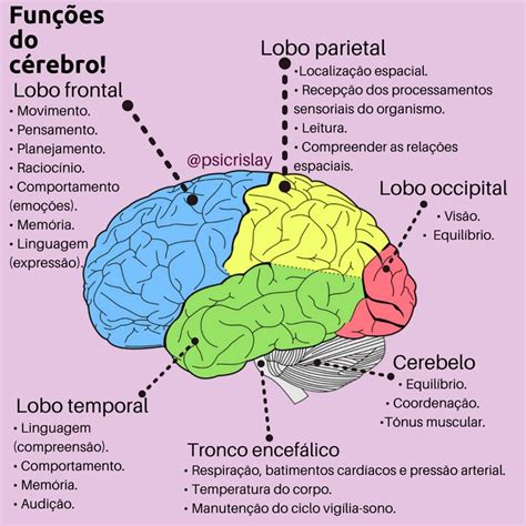 Amigdalas Do Lobo Temporal