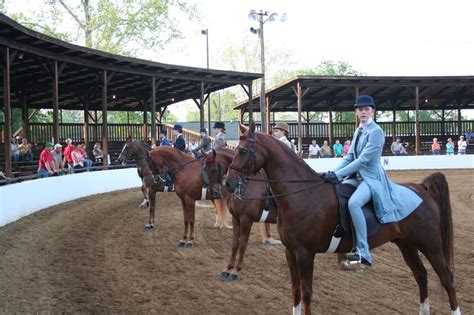 Lineup Of A Saddle Seat Class For American Saddlebreds Daytime