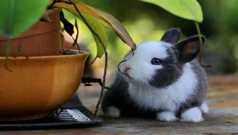 Dutch Rabbit Breeds Lifespan Color Size Kinds And All Information
