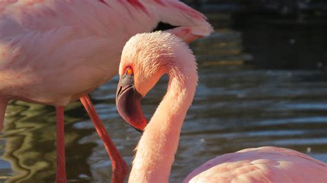 Flamingo, African Lesser - Safari West