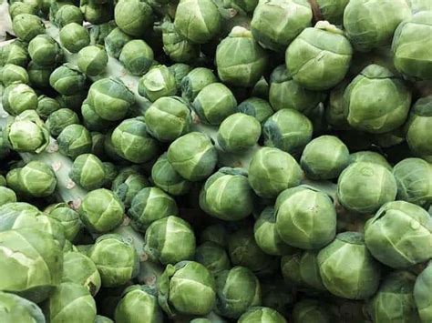 Common problems growing brussel sprouts. Top Common Problems Growing Brussels Sprouts and How to ...