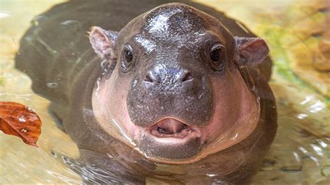Baby Pygmy Hippo For Sale Alpinemoms