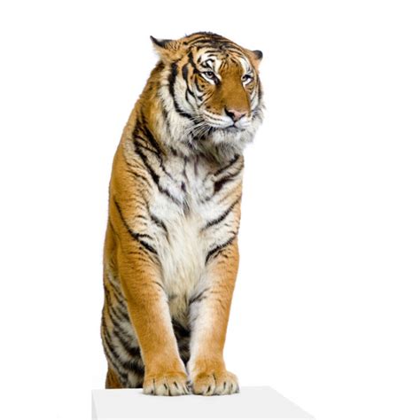 Tiger Standing Up ⬇ Stock Photo Image By © Lifeonwhite 10863293