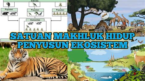 Satuan Makhluk Hidup Penyusun Ekosistem EKOSISTEM Part 5 YouTube