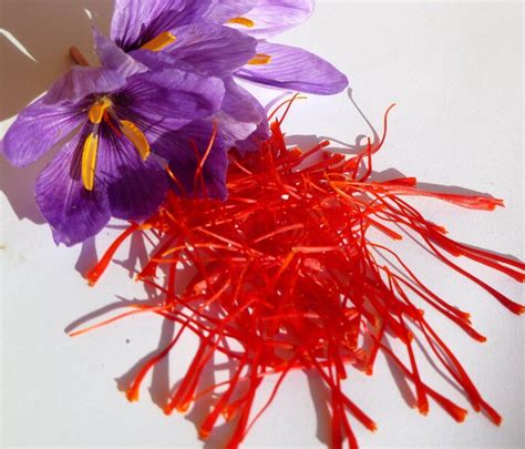 We did not find results for: Benefits of Saffron for Skin, Hair and Health - Indian ...