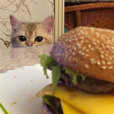Follow Finestfam On Pinterest For More 🙌 Cats Burger Funny Cat