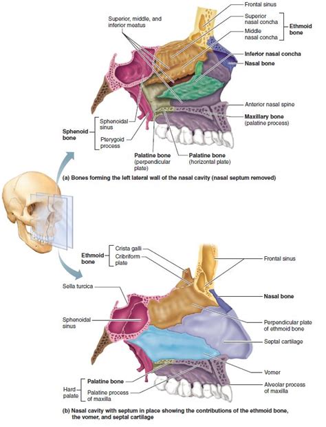 The analysis of nasal anatomy, and especially the nasal bones including the osseocartilaginous vault, is significant for functional and aesthetic reasons. Bones of the nasal cavity. | Human anatomy and physiology ...