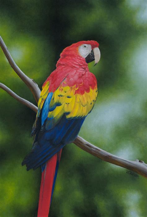 Scarlet Macaw Painting By Victoria Oldham Fine Art America