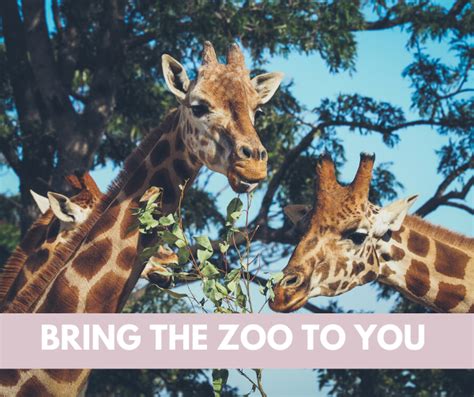 Bring The Zoo To You Waco Moms