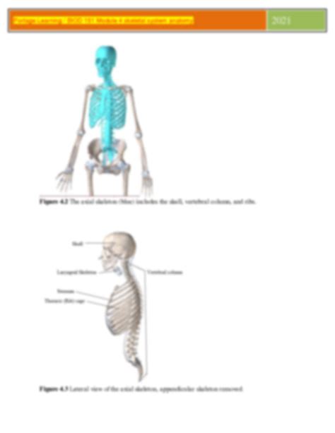 Solution Module 4 Skeletal System Anatomy Studypool