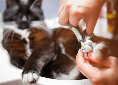 Not all senior cats will develop thickened and overgrown claws, but if they do, it will be necessary to trim them to prevent them curling back. How Often Should You Trim a Cat's Nails? | PetMD