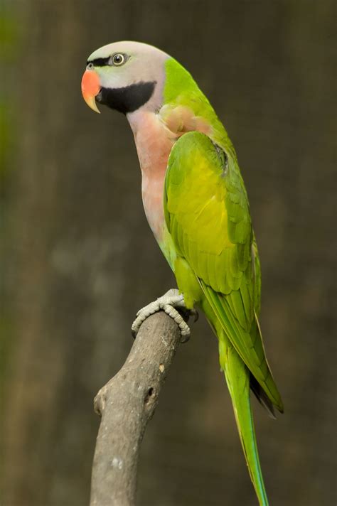 The Glorious Moustache Parakeet Parrot Periquitos Aves Exóticas