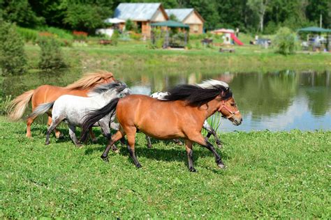 12 Photos That Reveal The Irresistible Cuteness Of Miniature Horses