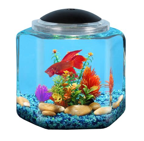 Keeping a 10 gallons fish tank is always a good idea for a small house, apartment or an office. 2 Gallon Fish Tanks & Aquariums | FishTankBank.com