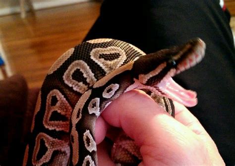 Ball Pythons Do Not Have Fangs But Do Have Several Small