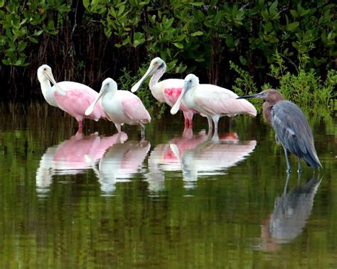 Experience Rare View Of Roseate Spoonbills In Florida