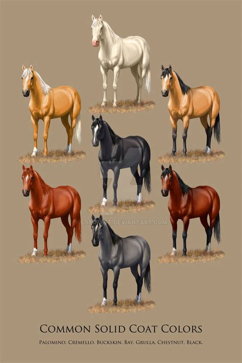 Horse Common Solid Coat Colors Chart By Csforest On Deviantart