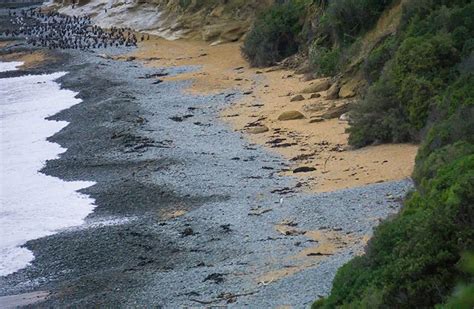 Where Are The Best Beaches In Oamaru See The South Island Nz Travel Blog