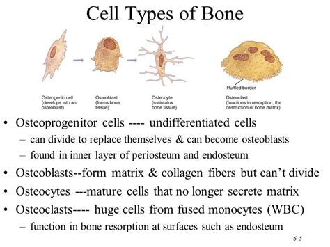 Cell Types Of Bone Types Of Bones Skeletal System Anatomy