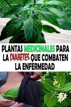 En realidad, solamente se puede controlar con fármacos, dieta y. plantas medicinales para la diabetes que combaten la enfermedad. #Salud #SaludyEjercicio # ...