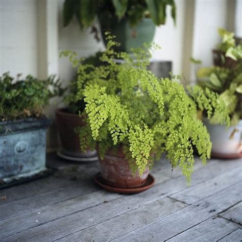 Shipping containers for storage and conversion projects. 21 Best Ferns For Containers That You Can Grow Indoors ...