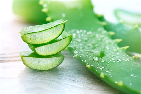Ways You Can Use Real Aloe Vera Plant For Wellness Harcourt Health