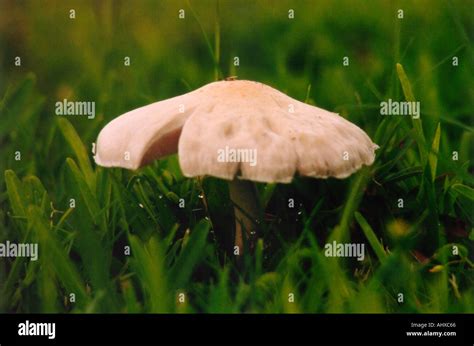 Dew Drops Under Mushroom Stock Photo Alamy