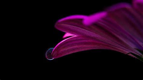 Pink Petals Flower Macro Photography Dew Wallpaper 3840x2160 Uhd 4k