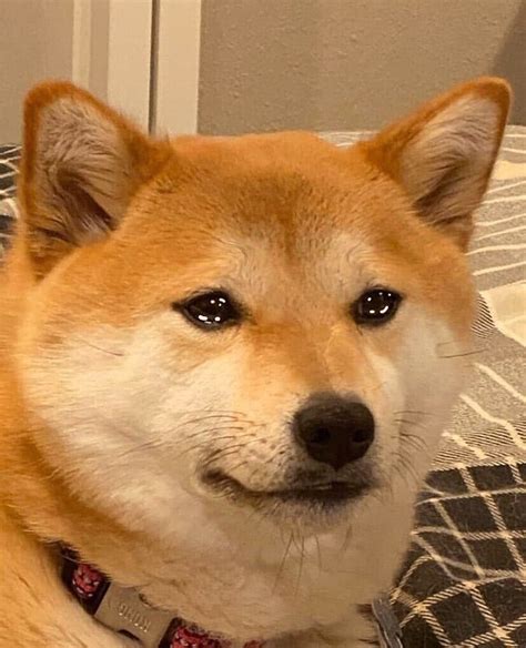 84 Crying Sad Doge Meme Template