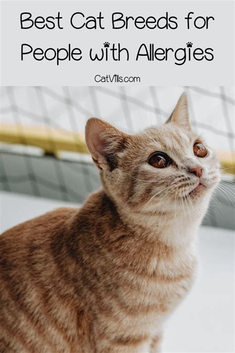 5 Mostly Hypoallergenic Cat Breeds For People With Allergies Cat Breeds Hypoallergenic Cats