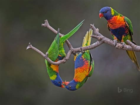 Rainbow Lorikeets In Werribee Australia 2017 Bing Desktop Wallpaper