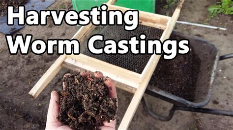 Harvesting Worm Castings And Planting Dahlias Youtube