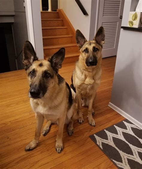 Took them outside to check out a new environment. German Shepherd Rescue Syracuse Ny | Top Dog Information