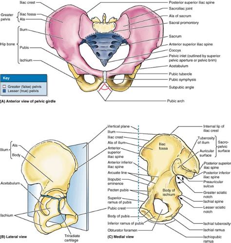 The anatomy of the domestic cat is similar to that of other members of the genus felis. Ovid: Clinically Oriented Anatomy | Pelvis anatomy ...