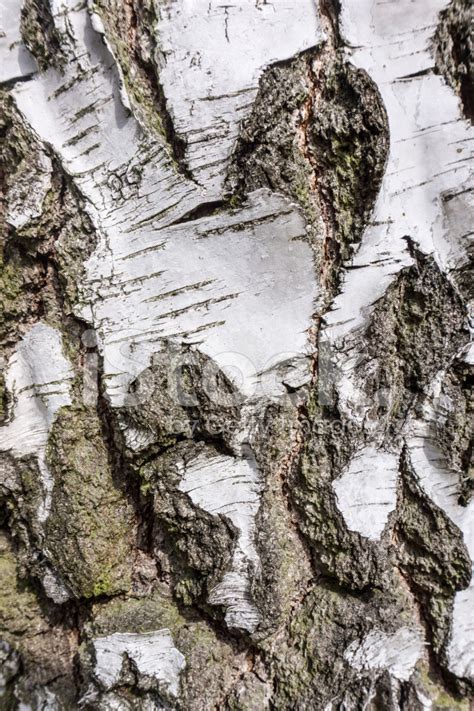 Birch Bark Texture Background Stock Photo Royalty Free Freeimages