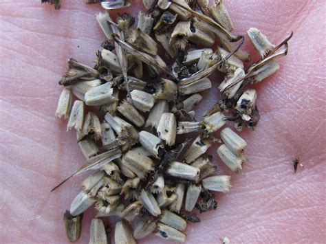 Blue Jay Barrens Collecting Purple Coneflower Seed