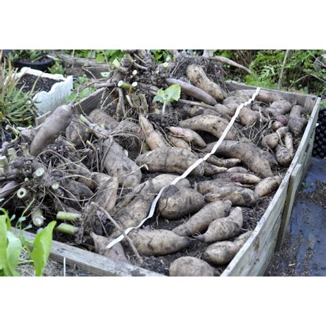 Yacon Peruvian Ground Apple Smallanthus Sonchifolius In 90 Mm