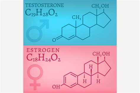 Testosterone And Estrogen ~ Illustrations ~ Creative Market